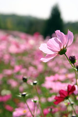 Fototapeta premium コスモス畑