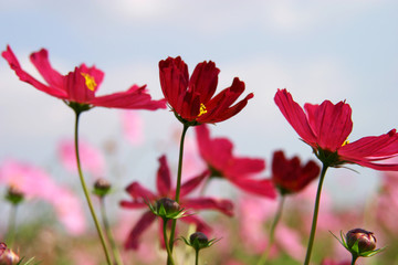 コスモス