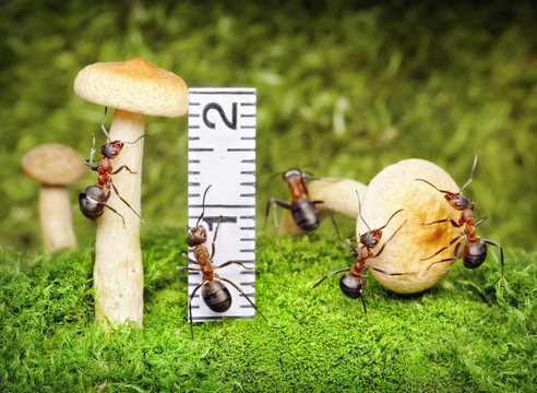 team of ants  harvesting and measuring mushrooms