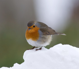 Robin in Snow