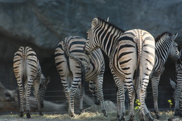 zebra