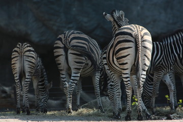zebra