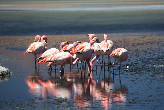 Flamingos im bolivianischen Hochland
