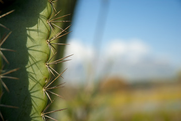 Cactus plant