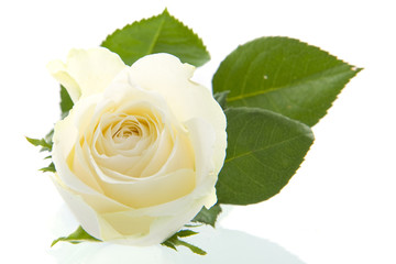 a white rose
