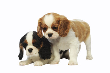 Cavalier king charles spaniel chiots
