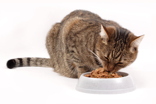 chatte mangeant dans gamelle 1