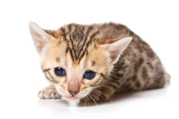 Obraz premium Bengal kitten on white background