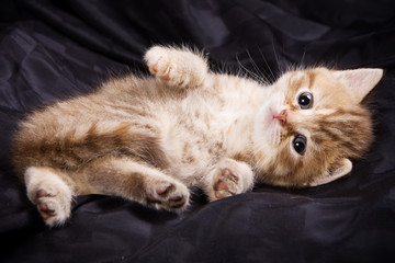 British kittens on black backgrounds