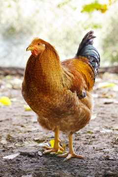 gallo cappone