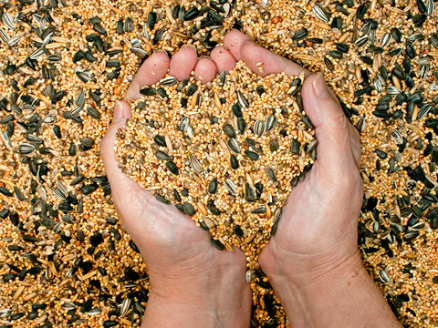 Mixed bird food held by woman hands, shaping a heart