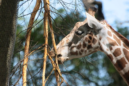 giraffe