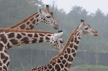 Giraffen