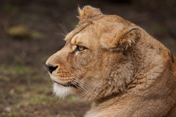 lioness 6644