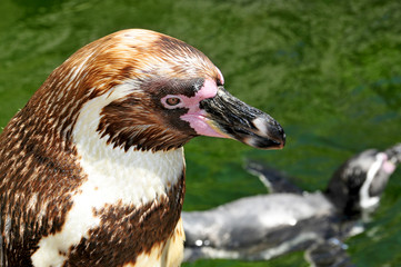 Humboldt Penguin