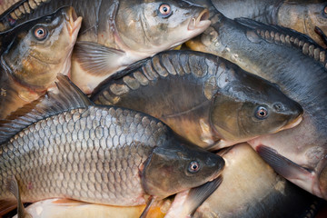 Common carp.Cyprinus carpio