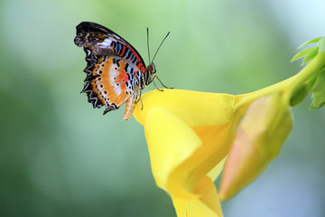 Naklejka premium tropical butterfly sitting on a garden flower