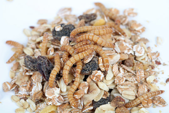 Mehlw&uuml;rmer im M&uuml;sli