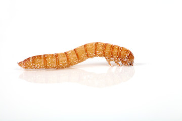 Mehlwurm