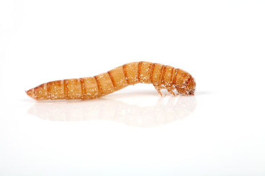Mehlwurm