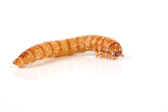Ein Mehlwurm