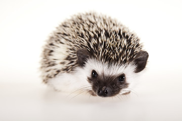 Autumnal animal - Hedgehog