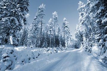 swedish winter scenery