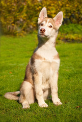 Husky puppy sitting outdoors