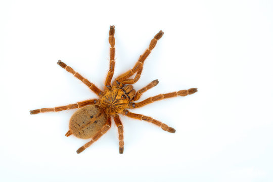 Orangefarbene Vogelspinne