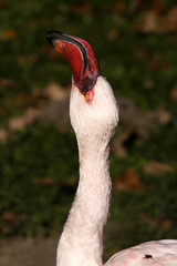 Fototapeta premium Zwergflamingo