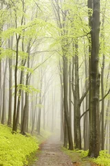 Poster Im Rahmen Bergpfad im nebligen Frühlingswald bei Regen © Aniszewski