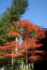 Red maple leaf tree, Nikko, Japan