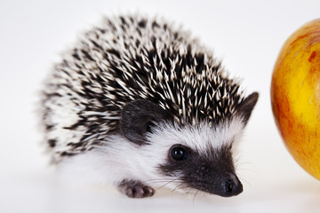 Hedgehog with apple