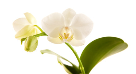 white backlit phalaenopsis orchid isolated on white
