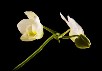 Naklejka na ściany i meble white backlit phalaenopsis orchid isolated on black