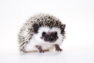 Hedgehog
