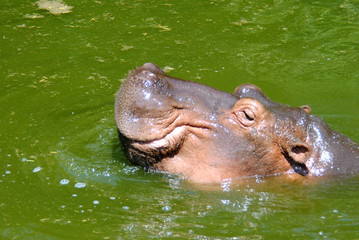 Морда бегемота в зеленой воде.