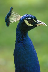 Fototapeta premium pfau