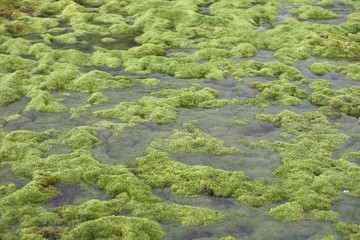 Green tundra