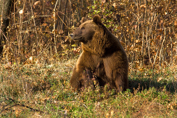 Fototapeta premium brown bear / Ursus arctos