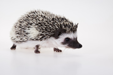 Hedgehog