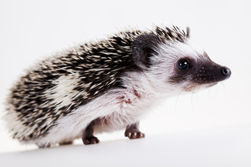 Hedgehog