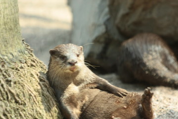 otter