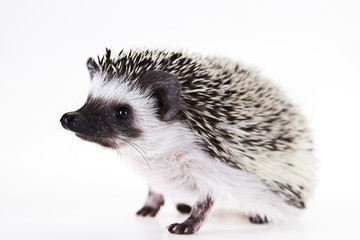 Autumnal animal - Hedgehog