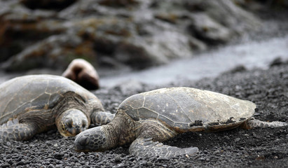 Companion Green Sea Turtles relaxing