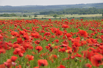 poppy field 3 © maniek210