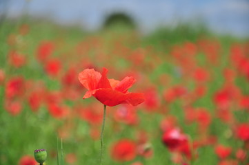 poppy field