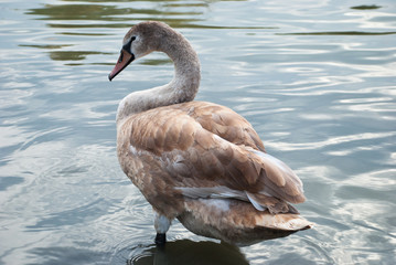 Golden swan