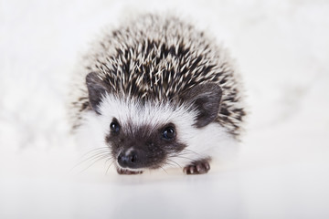 Hedgehog