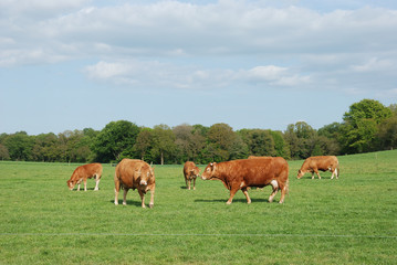 Fototapeta na wymiar Cows in meadows